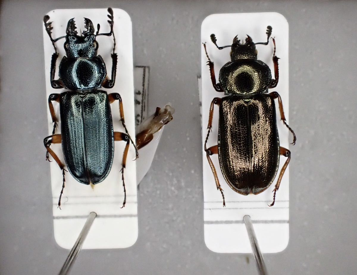 ユキグニコルリクワガタ ♂ 新潟県 - Insect Islands 〜南の島の昆虫標本