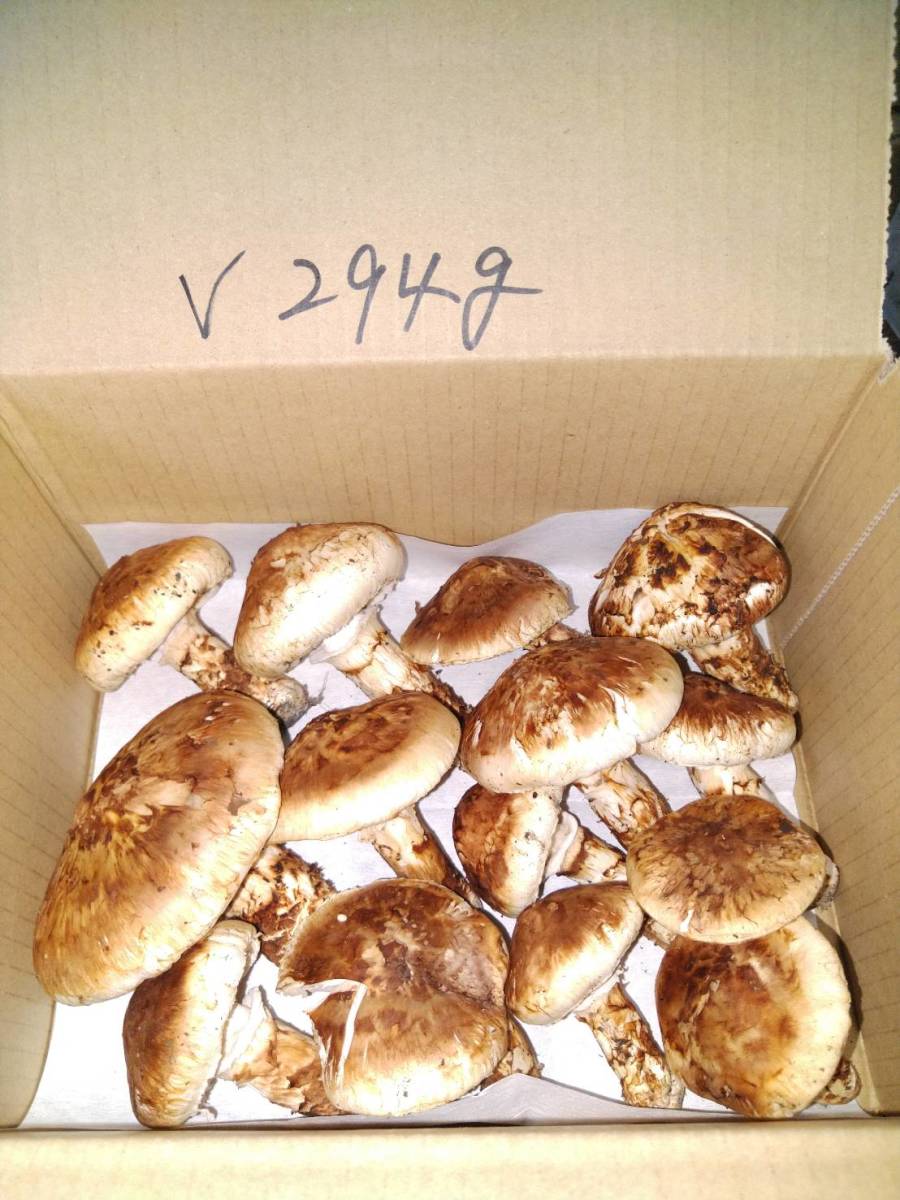 熊の巣からの贈り物！ 北海道産天然 バカマツタケ 9月25日収穫