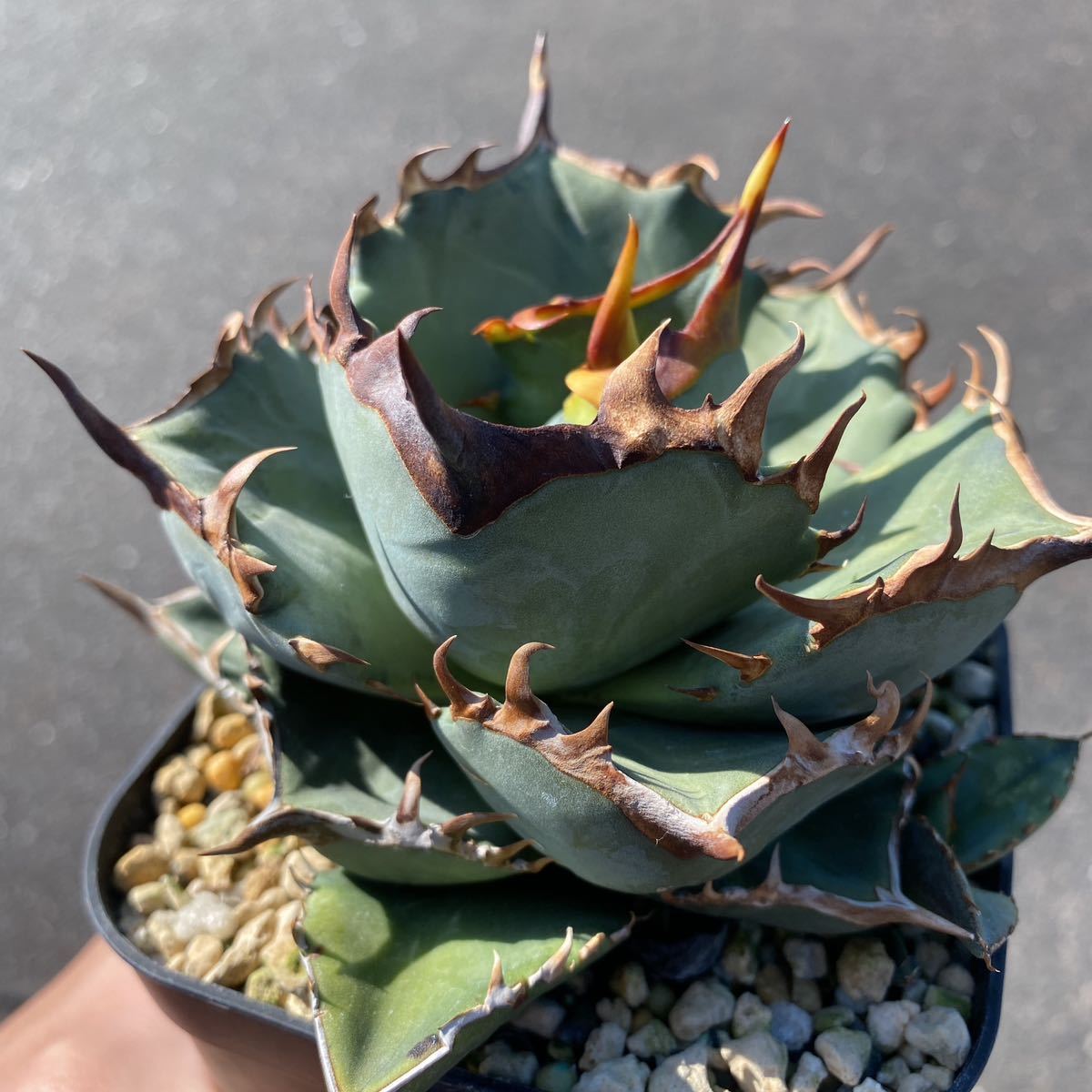 アガベ チタノタ ハデス 子株付き！コレクション！ 観葉植物