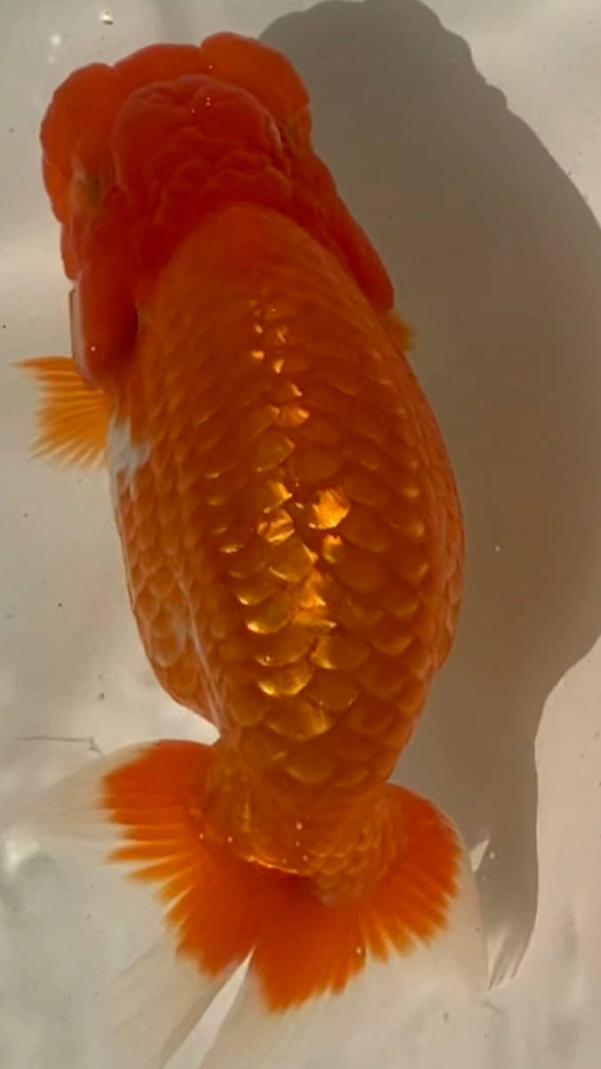 ☆909らんちゅう☆　当歳　F