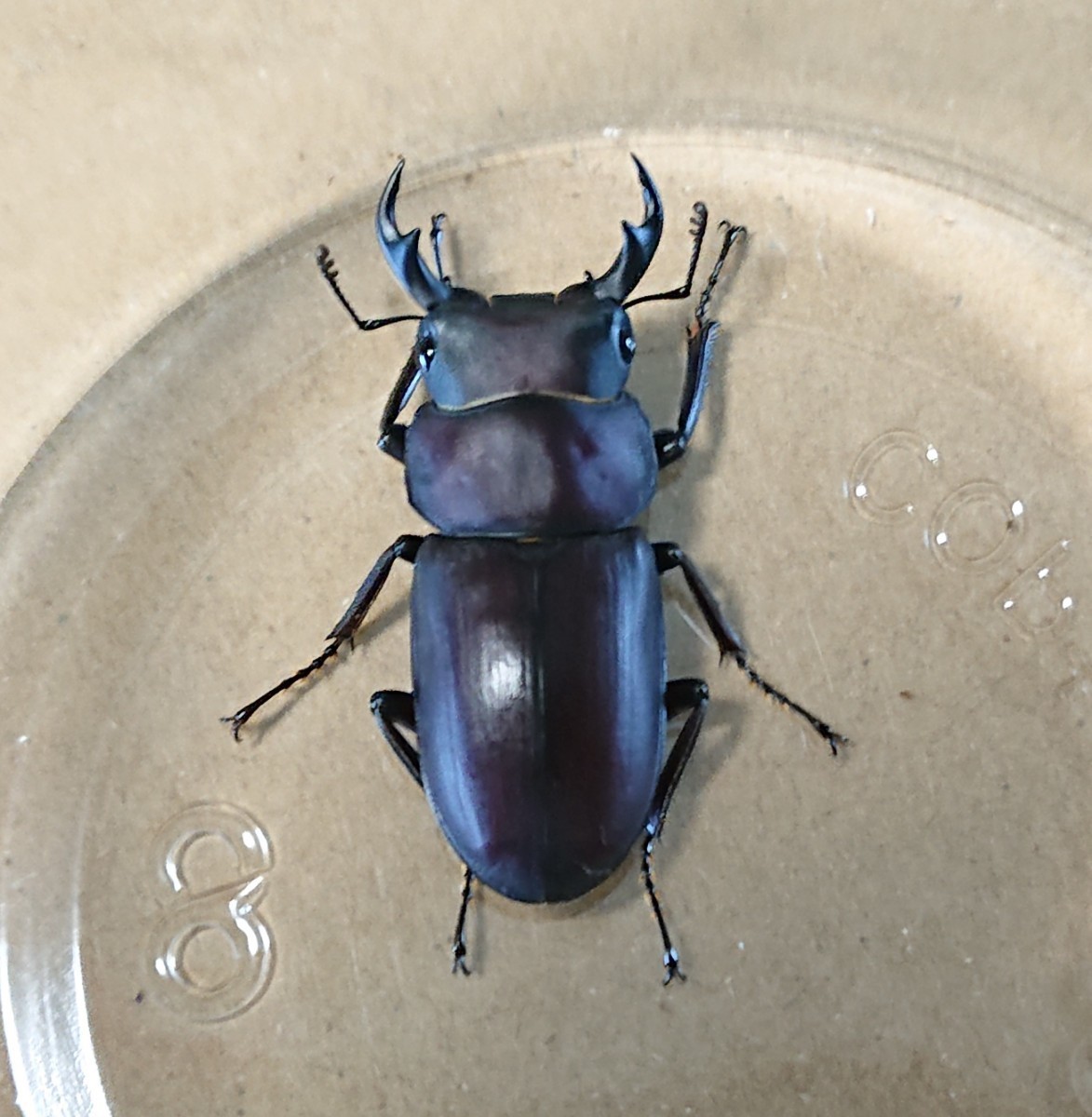 ヤエヤマコクワガタ(ヤエヤマコクワ) 即ブリ可 2♂1♀セット【送料無料】