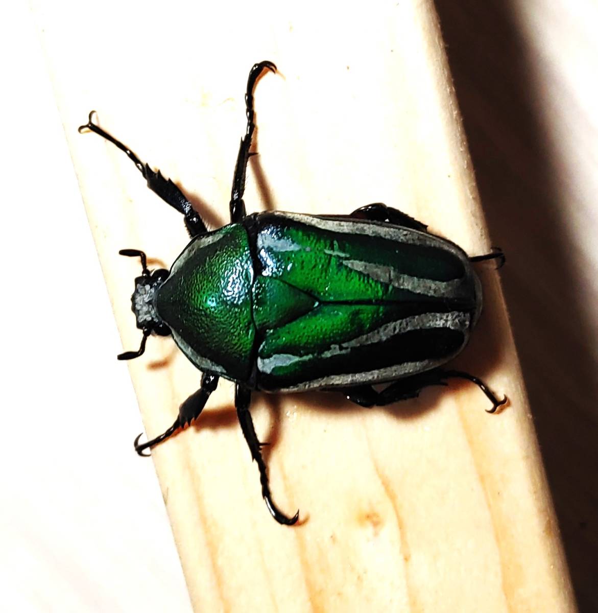 シロヘリオオツノカナブン成虫オス２頭メス２頭（計）４頭＜出品コードNo-208＞_10