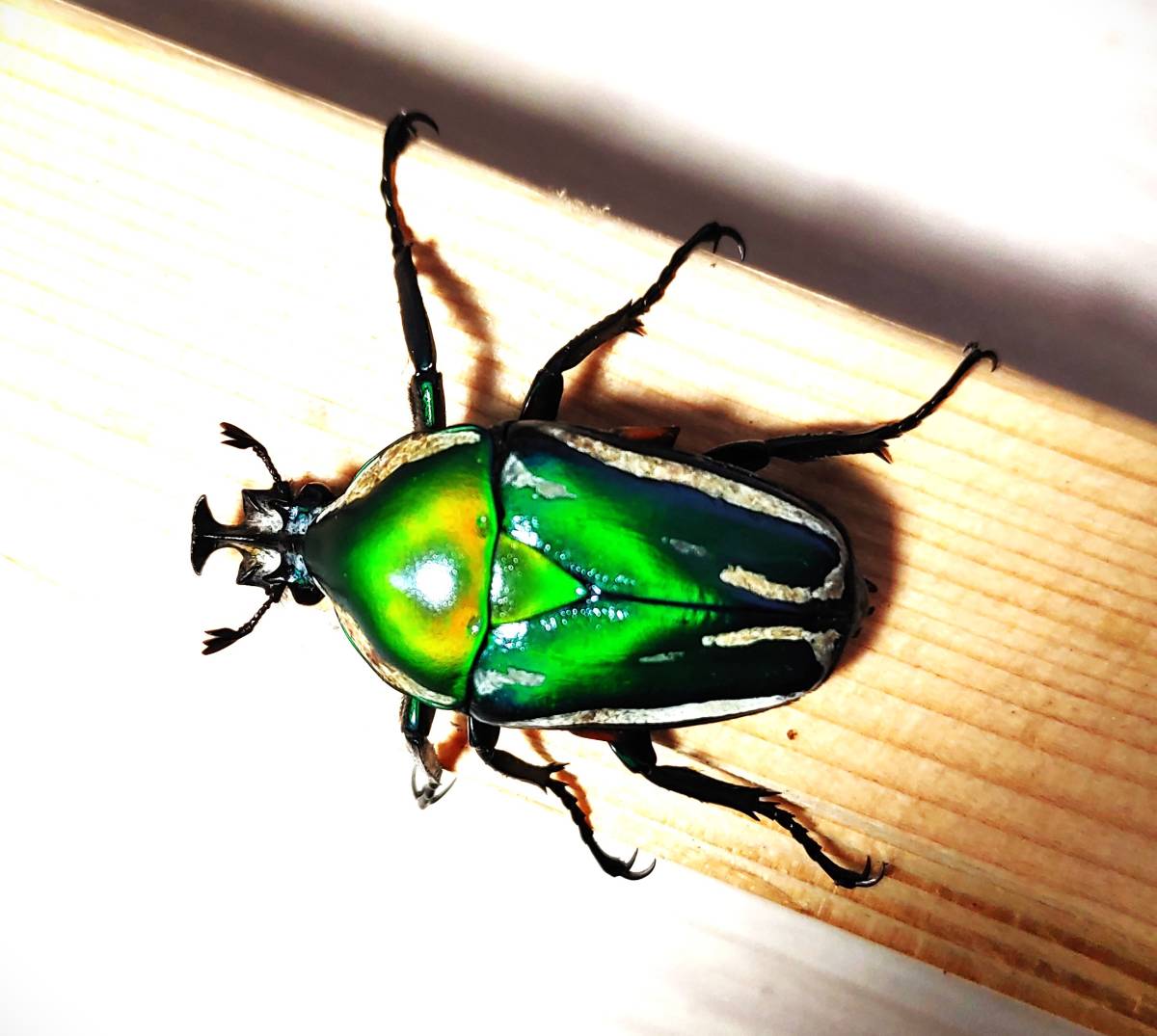 シロヘリオオツノカナブン成虫オス２頭メス２頭（計）４頭＜出品コードNo-208＞_2