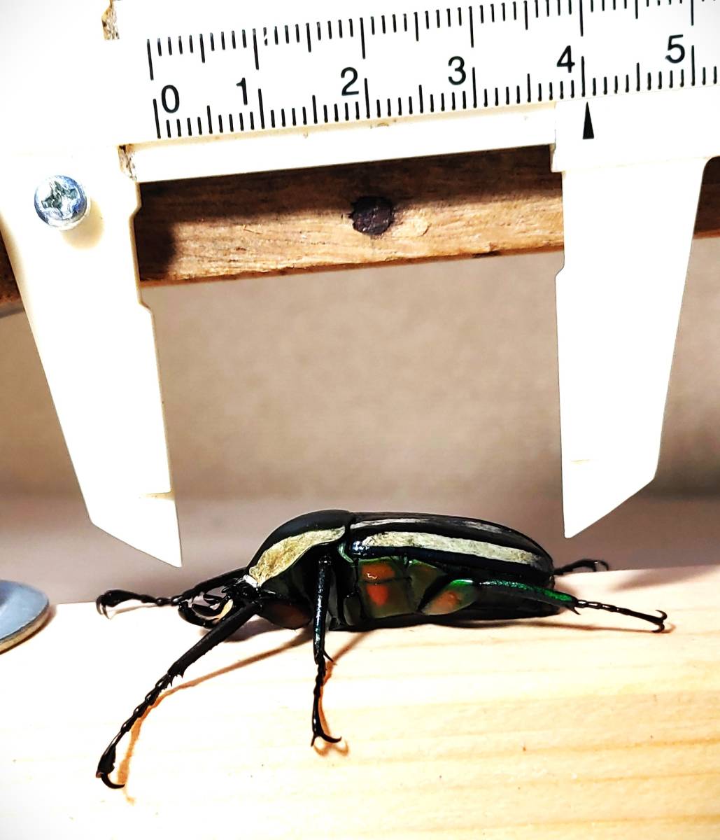 シロヘリオオツノカナブン成虫オス２頭メス２頭（計）４頭＜出品コードNo-208＞_3