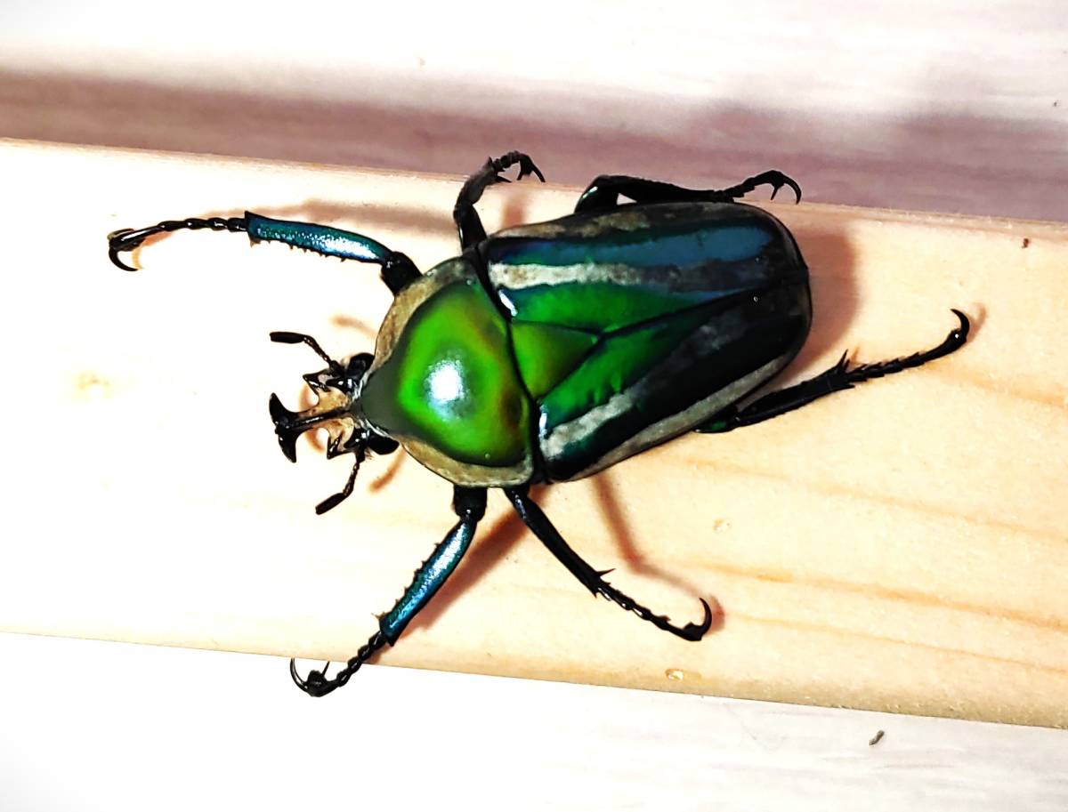 シロヘリオオツノカナブン成虫オス２頭メス２頭（計）４頭＜出品コードNo-208＞_4