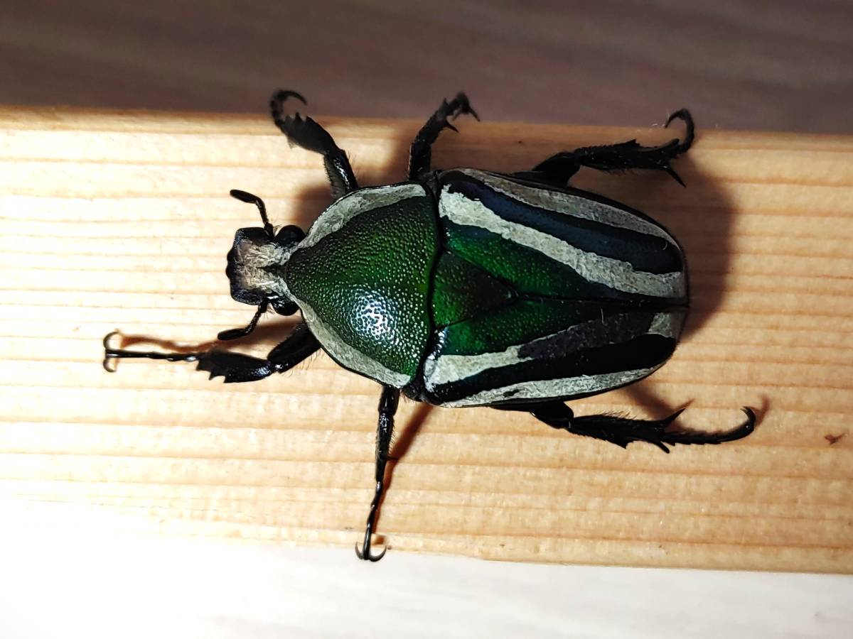 シロヘリオオツノカナブン成虫オス２頭メス２頭（計）４頭＜出品コードNo-208＞_7