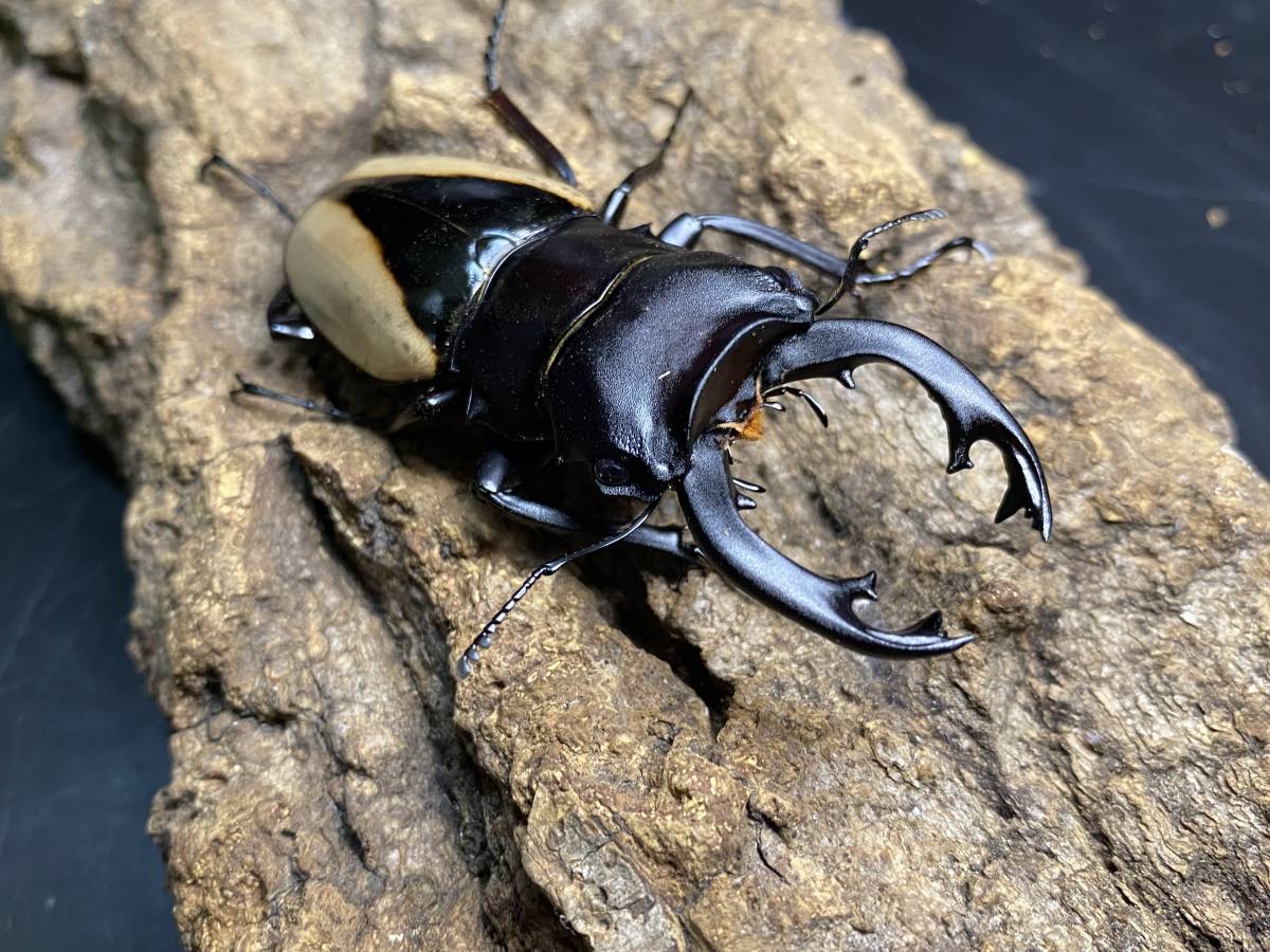 激レア！　クベラツヤ原名亜種　CBF2　初令幼虫５頭セット　３頭程度なら追加可能　その２