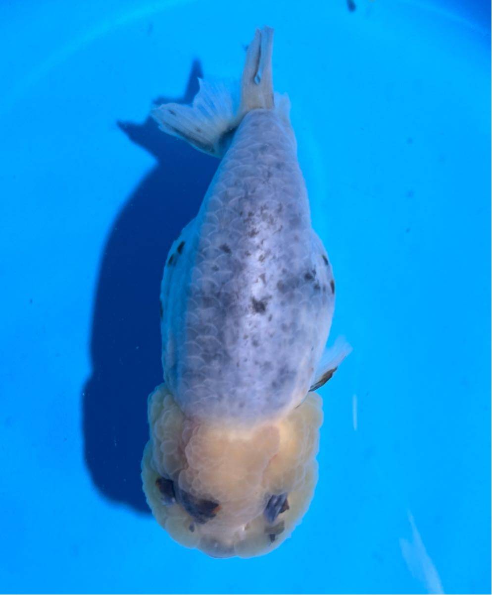金魚 12cmほど 当歳 光 極上種 らんちゅう 1.らんちゅう 12cm 白