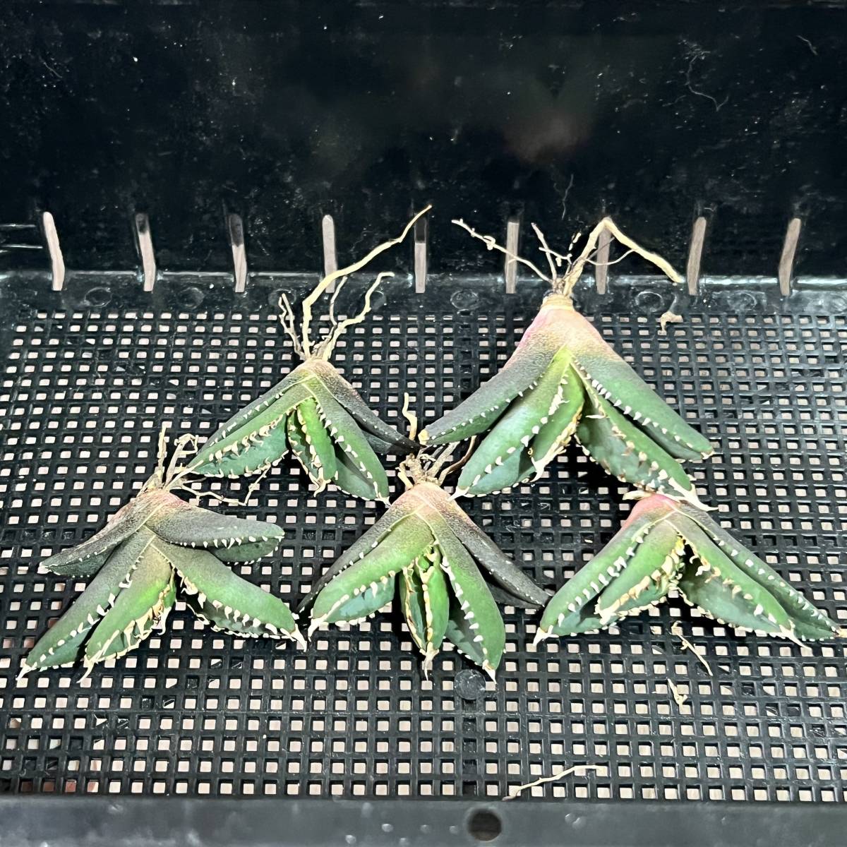 【龍園觀】No.133 特選 アガベ 多肉植物 狼人強棘 極上株 5株 （組織培養株）