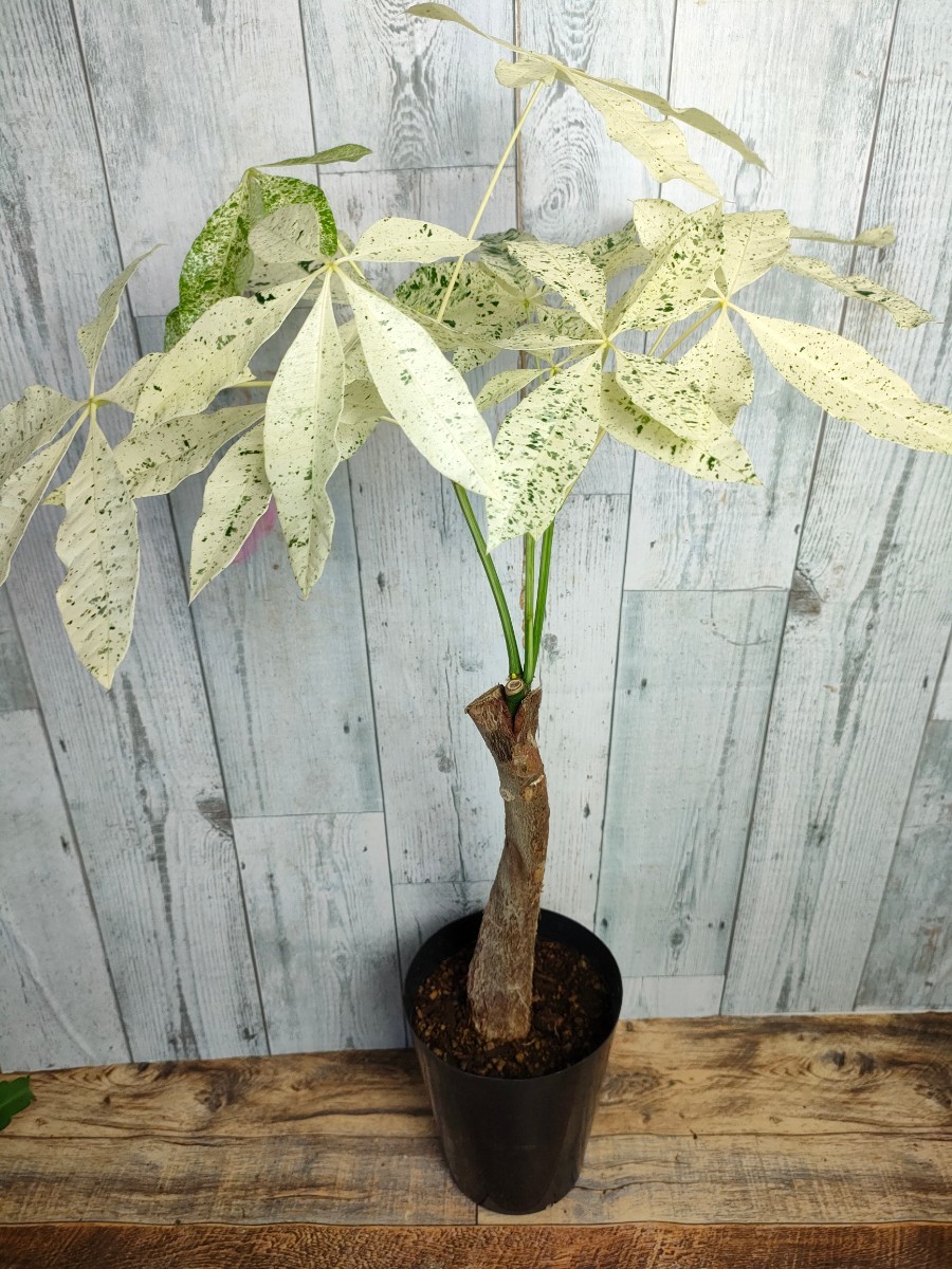 パキラ：ミルキーウェイ 6号ポット* の通販 | パキラ ミルキーウェイ