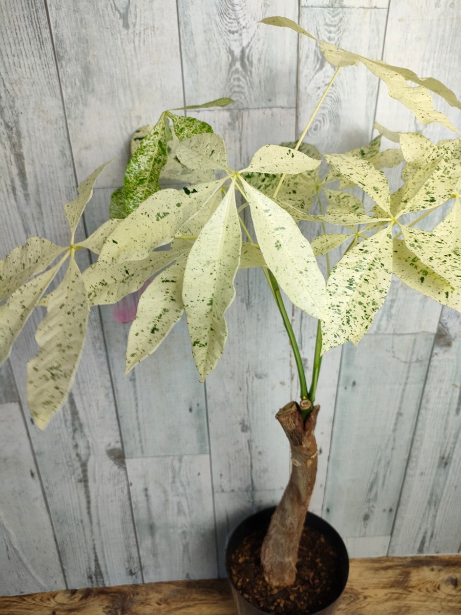 パキラ ミルキーウェイ｜2箇所接木｜約75cm｜6号鉢｜無機質用土｜A2 パキラ ミルキーウェイ｜2箇所接木｜約75cm｜6号鉢｜無機質用土