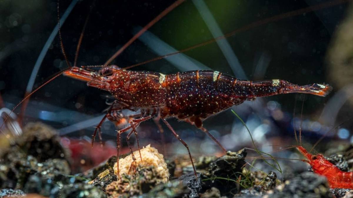 独自に進化！スラウェシ島のきれいな淡水シュリンプ\u003cエビ解説 