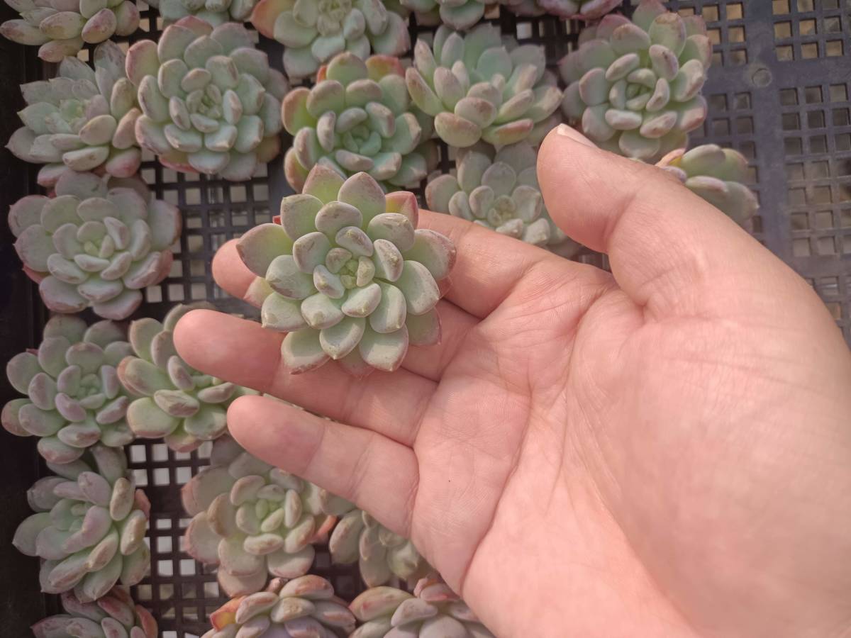 多肉植物 韓国苗 ピンクジェニー 木立 抜き苗 1010-fw456 ピンク