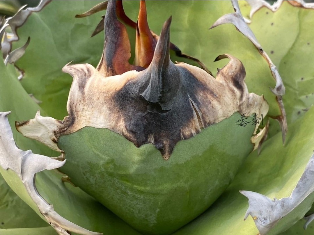 騎士王/キングアーサー/King Arthur】KA930-1 アガベ チタノタ 子株