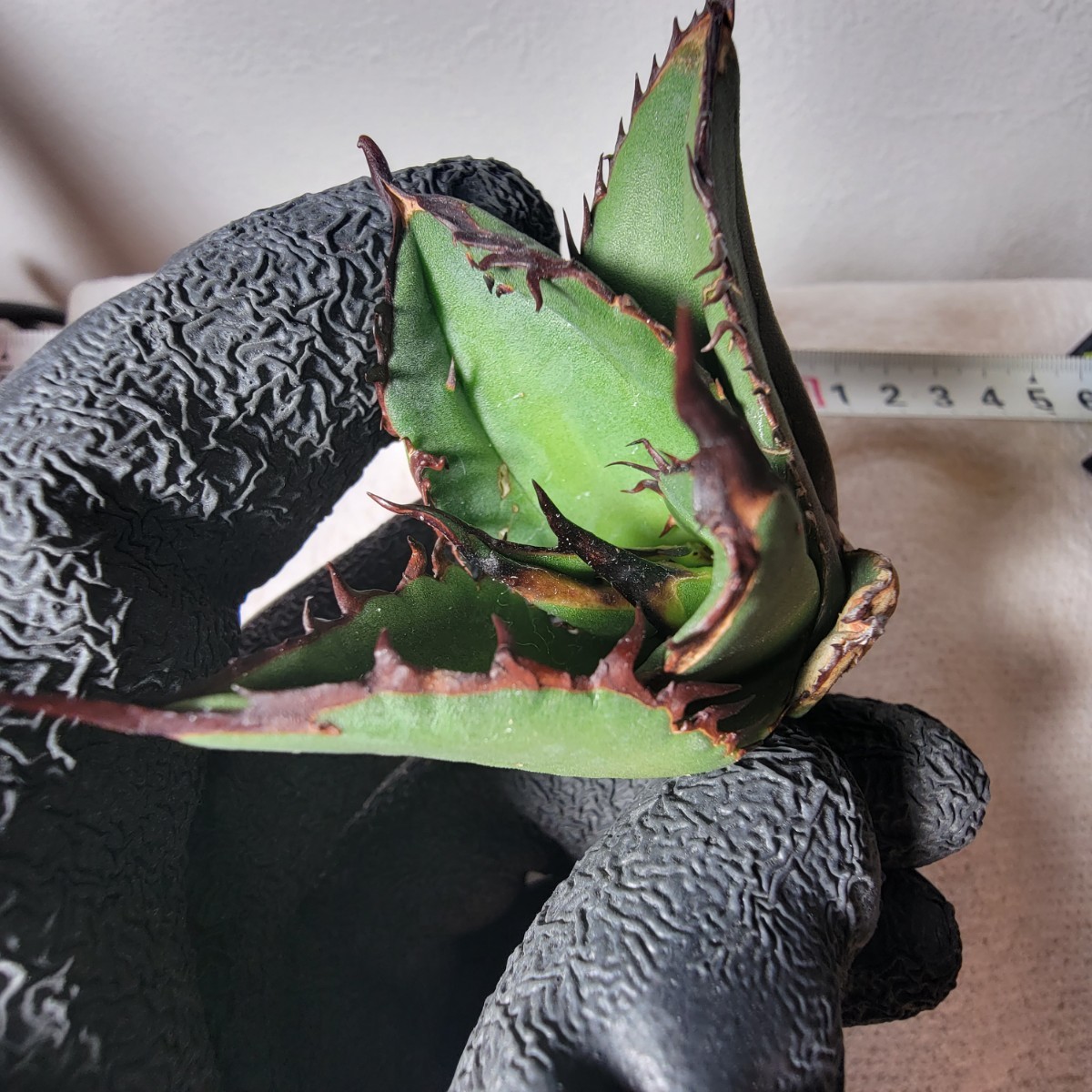 騎士王/キングアーサー/King Arthur】KA930-1 アガベ チタノタ 子株