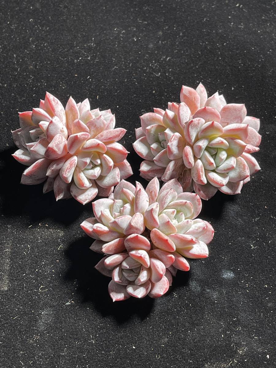 65-1 多肉植物 エケベリア 24株ヴィット 超美苗 サボテン 観葉植物 花