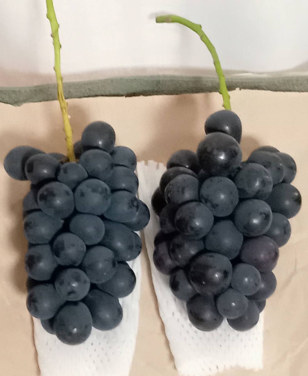 高冷地栽培大房ナガノパープル１．２ｋｇ以上（二房）三千七百円　フリマその６（送料無料）種なし皮ごと食べられる　農家直送！