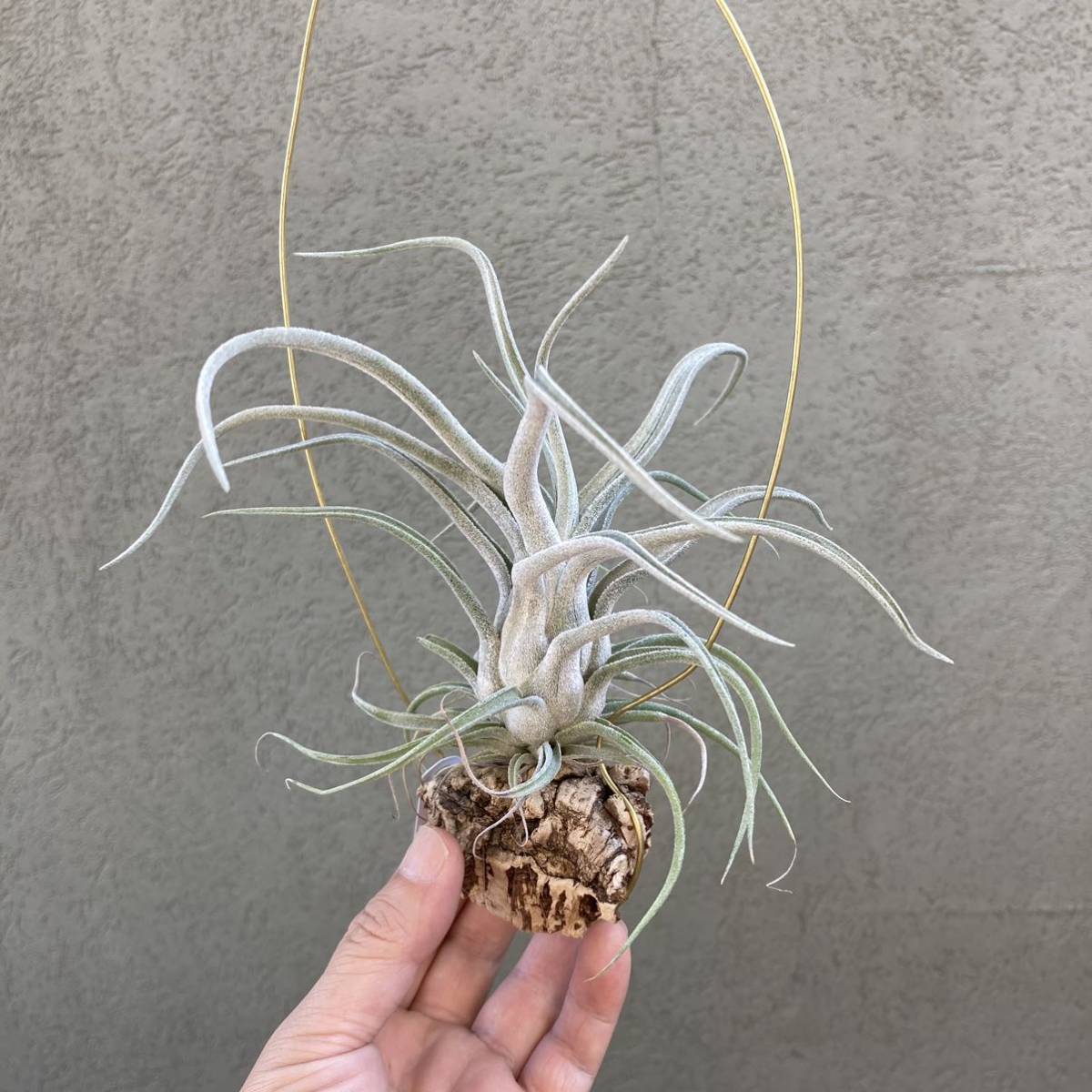 Tillandsia Caput SonoranSnow ×Bea Correale ティランジア チランジア 