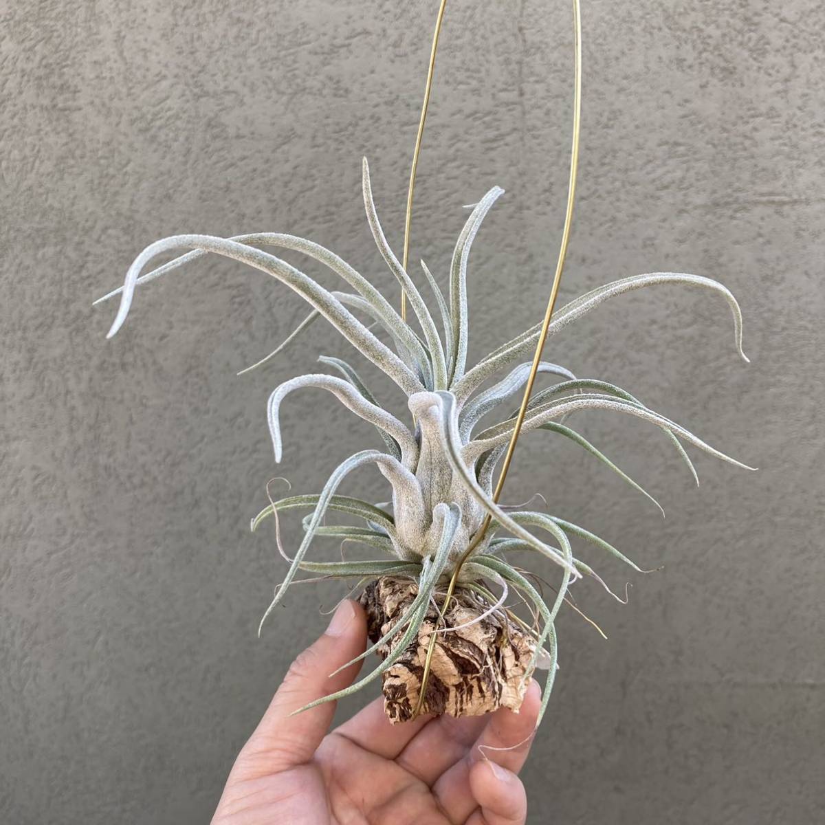 Tillandsia Caput SonoranSnow ×Bea Correale ティランジア チランジア