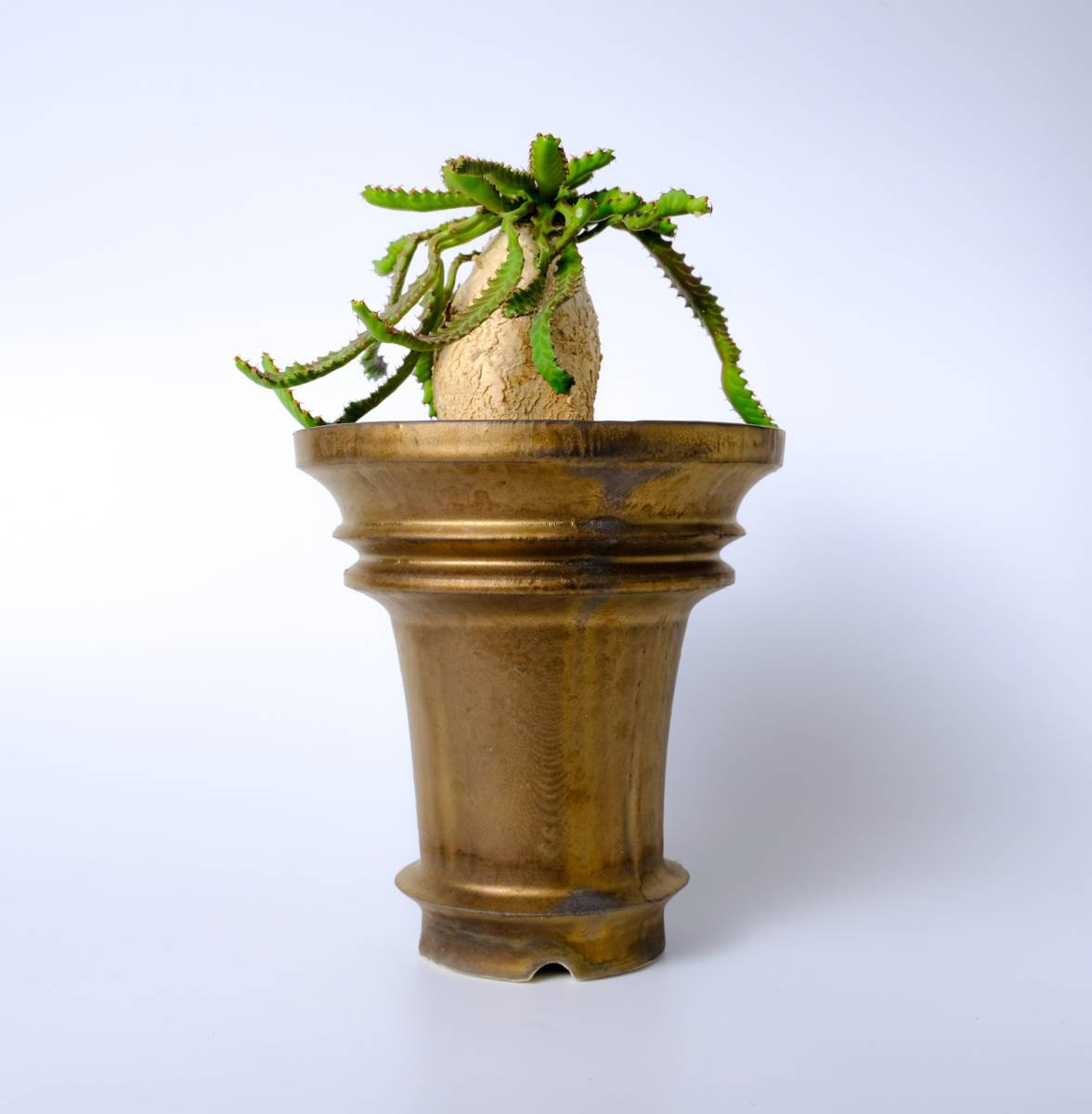 isla del ユーフォルビア・ステラータ（Euphorbia stellata）飛龍