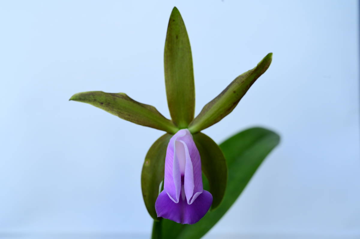 Z-2 C. dormaniana coerulea 'Karina' x self洋蘭 原種 カトレア (R5