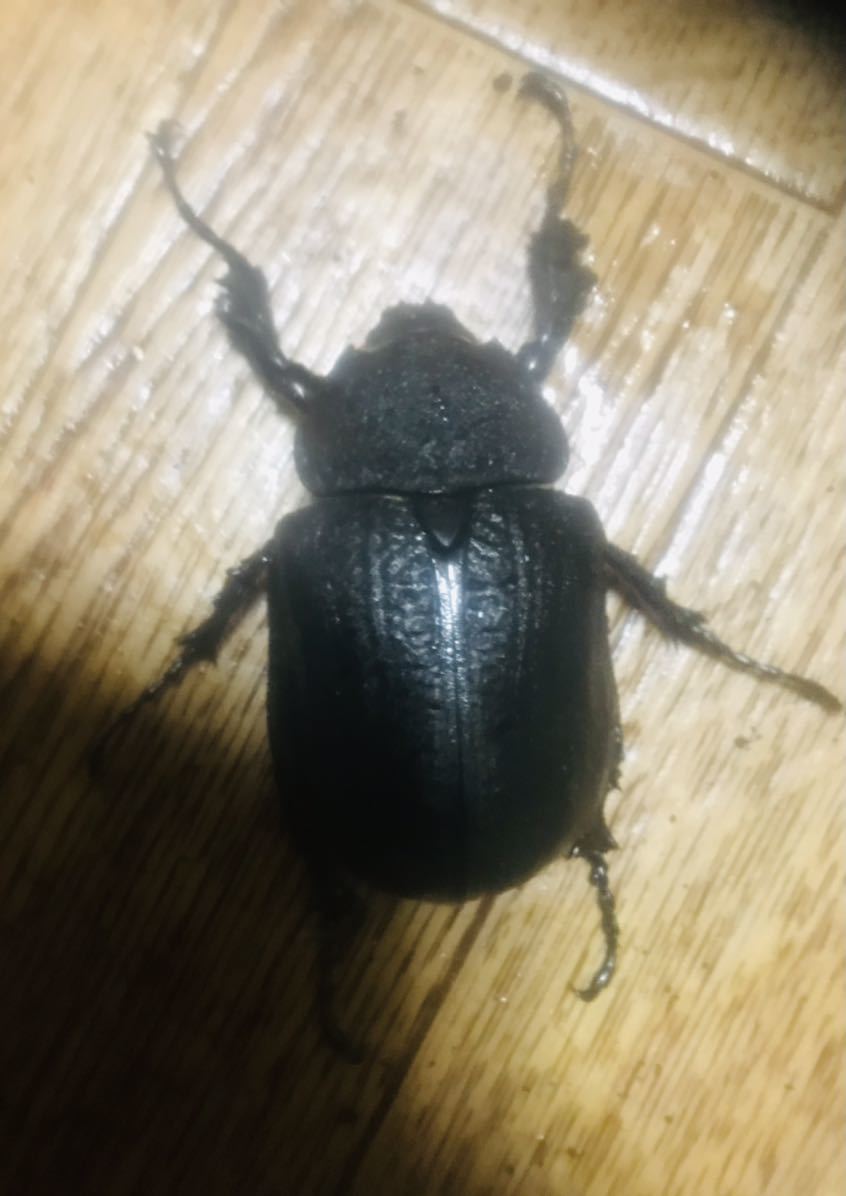 レックスゾウカブト(アクティオン♀66mm