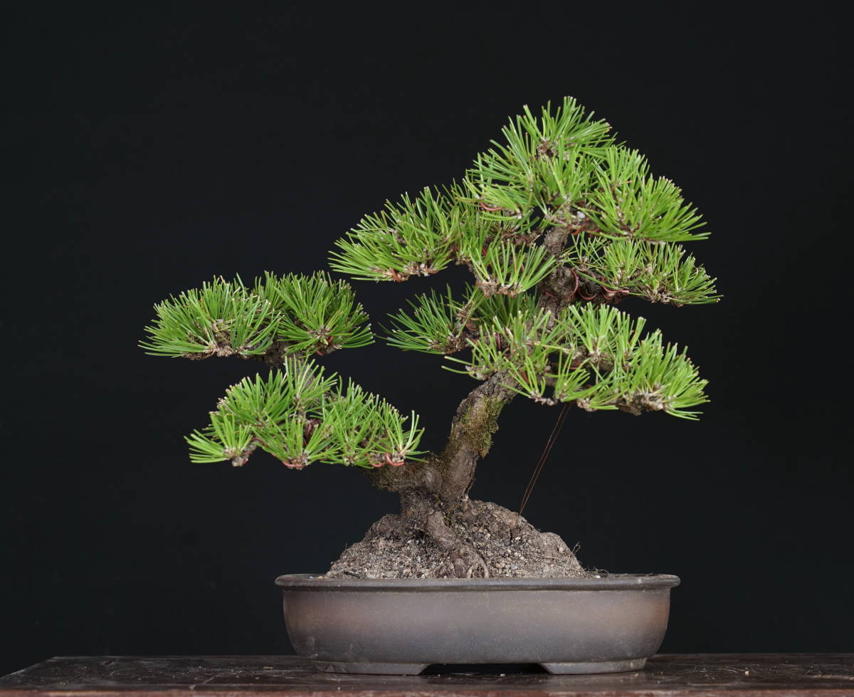 山採り　樹齢50年超　淡路黒松　H樹高27cm　W樹幅31cm　D奥行25cm