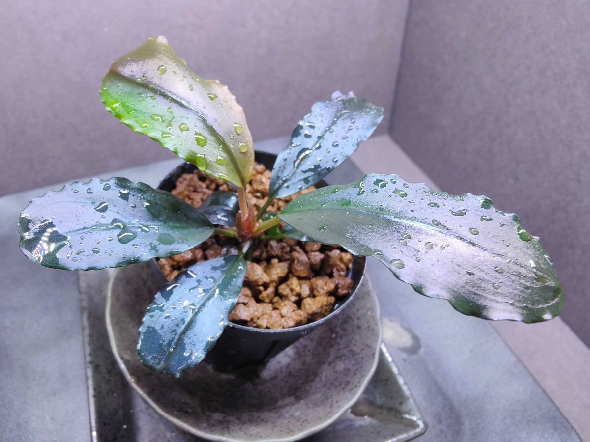 Bucephalandra sp.ティアブルー ブセファランドラ sp.Theia blue