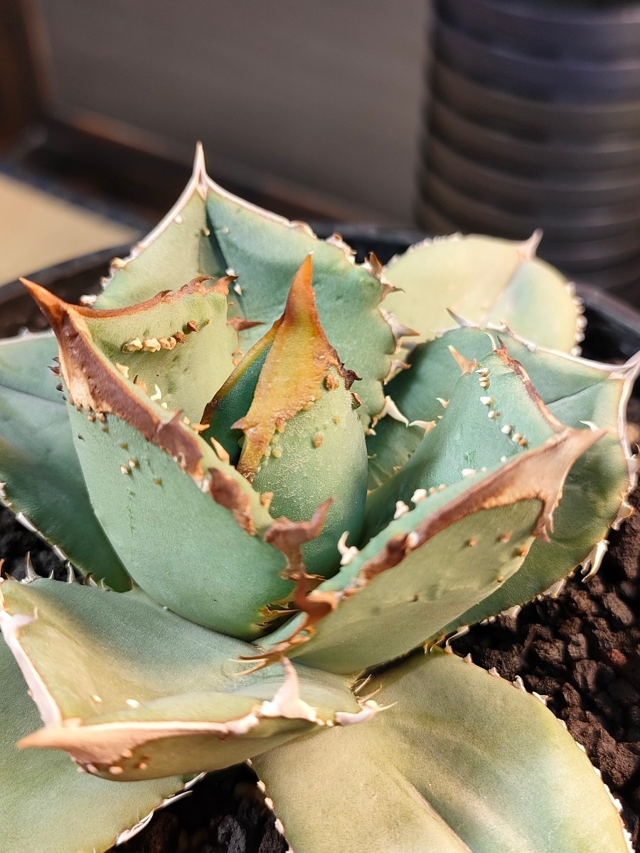 アガベ　鰐亀　ワニガメ アガベ 龍球会 ワニガメ 鰐亀 🌳龍球荟🐲】 最近、市場には