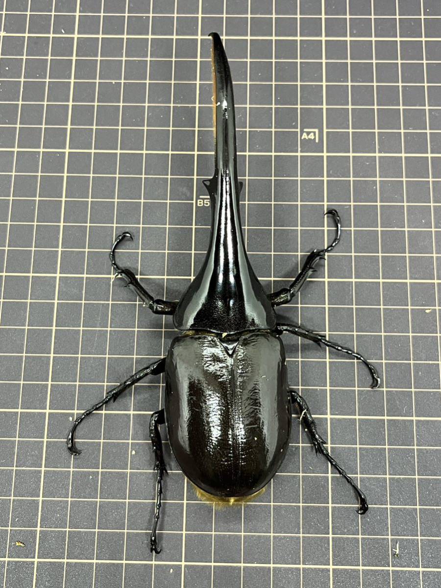 ⑤. 1♂153mm美 2♂150mm太め ヘラクレスオオカブト ♂2頭