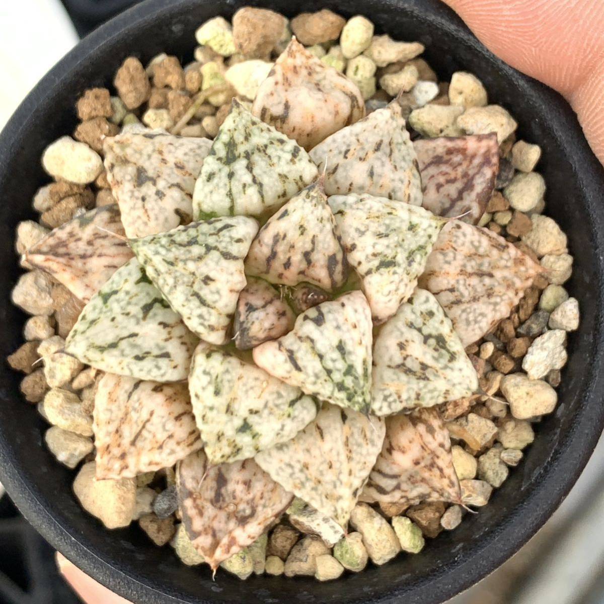 多肉植物 ハオルチア パンドラ錦 多肉植物 ハオルチア 【公式通販】