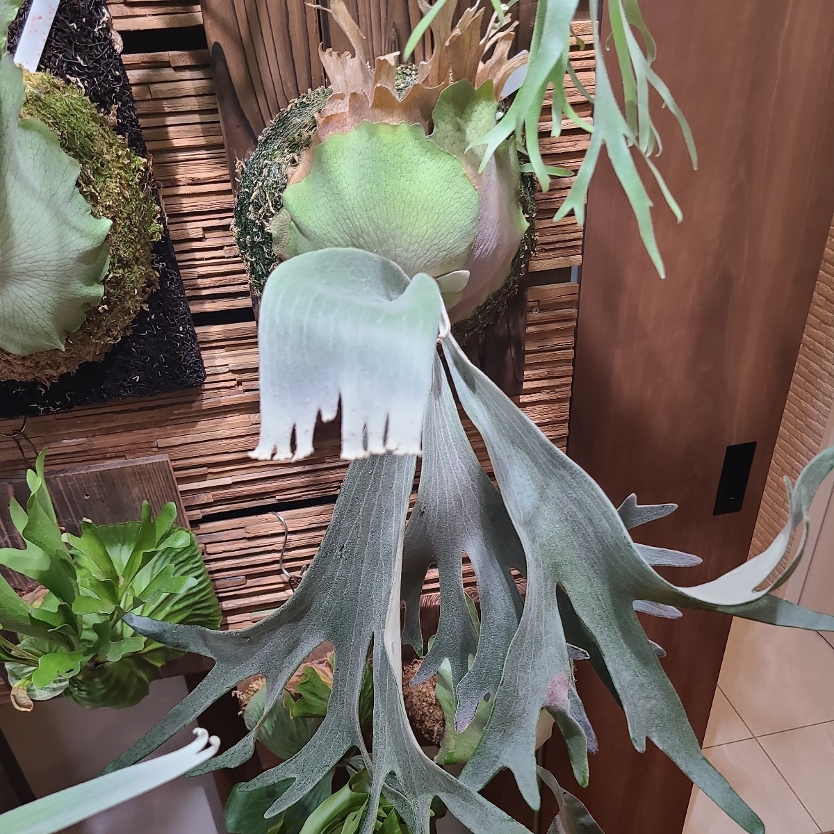 ビカクシダ セルソタツタ 