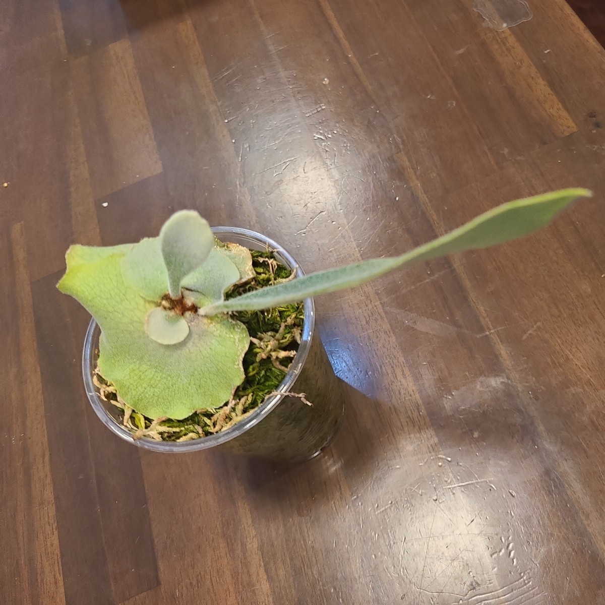 ビカクシダ セルソタツタ 