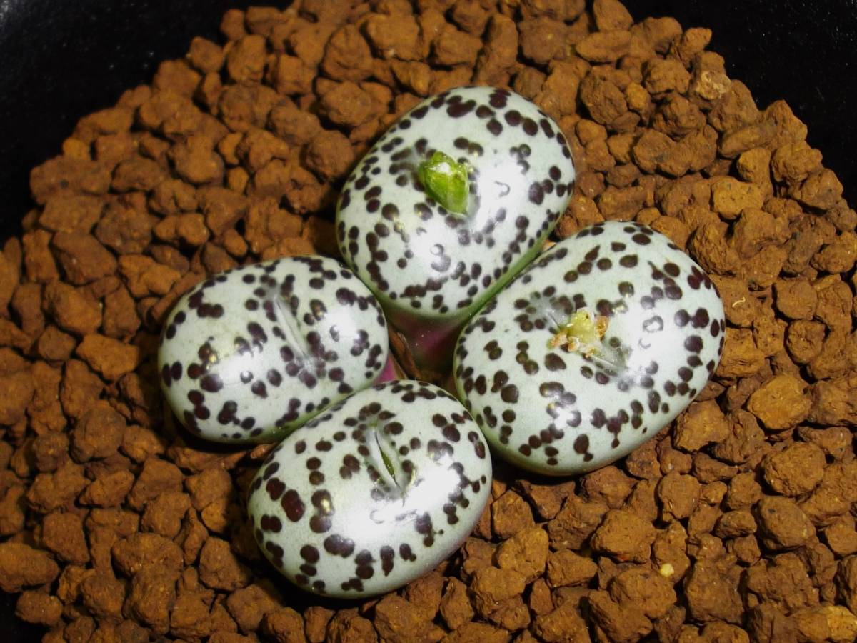 多肉植物 / コノフィツム オブコルデルム 実生 (若冲×華宵