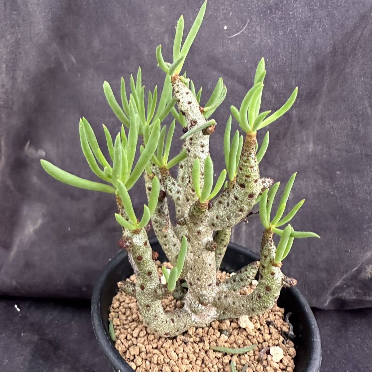 ★サボテン・多肉植物★832★チレコドン・ブックホルジアーナス　Tylecodon buchholzianus★コーデックス 