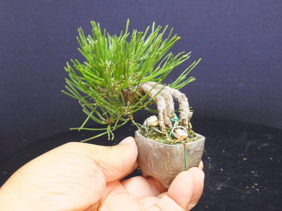 黒松 根上がり 黒松 (根上り) | GreenScapeオンラインストア 黒松 根