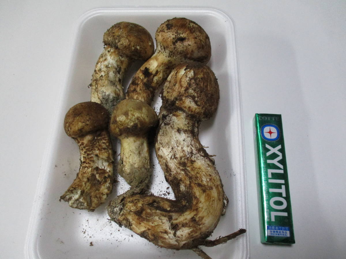 信州産松茸開き 訳あり品あり 10／27日朝採取 信州産松茸開き