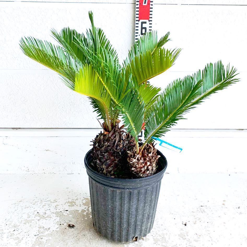 株立ち ソテツ 約:50cm sago palm⁄蘇鉄⁄そてつ⁄ヤシの木⁄庭木