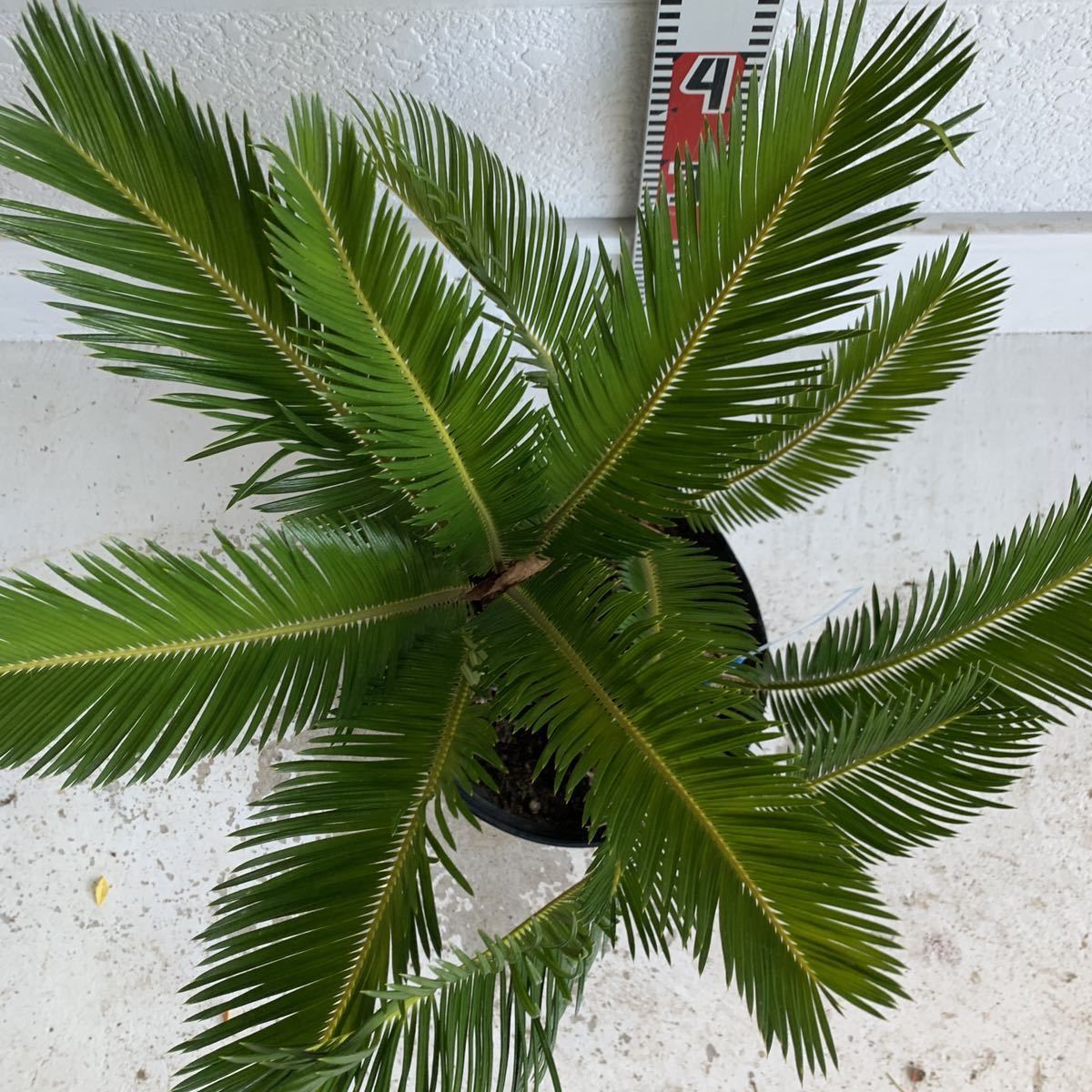 株立ち ソテツ 約:50cm sago palm⁄蘇鉄⁄そてつ⁄ヤシの木⁄庭木