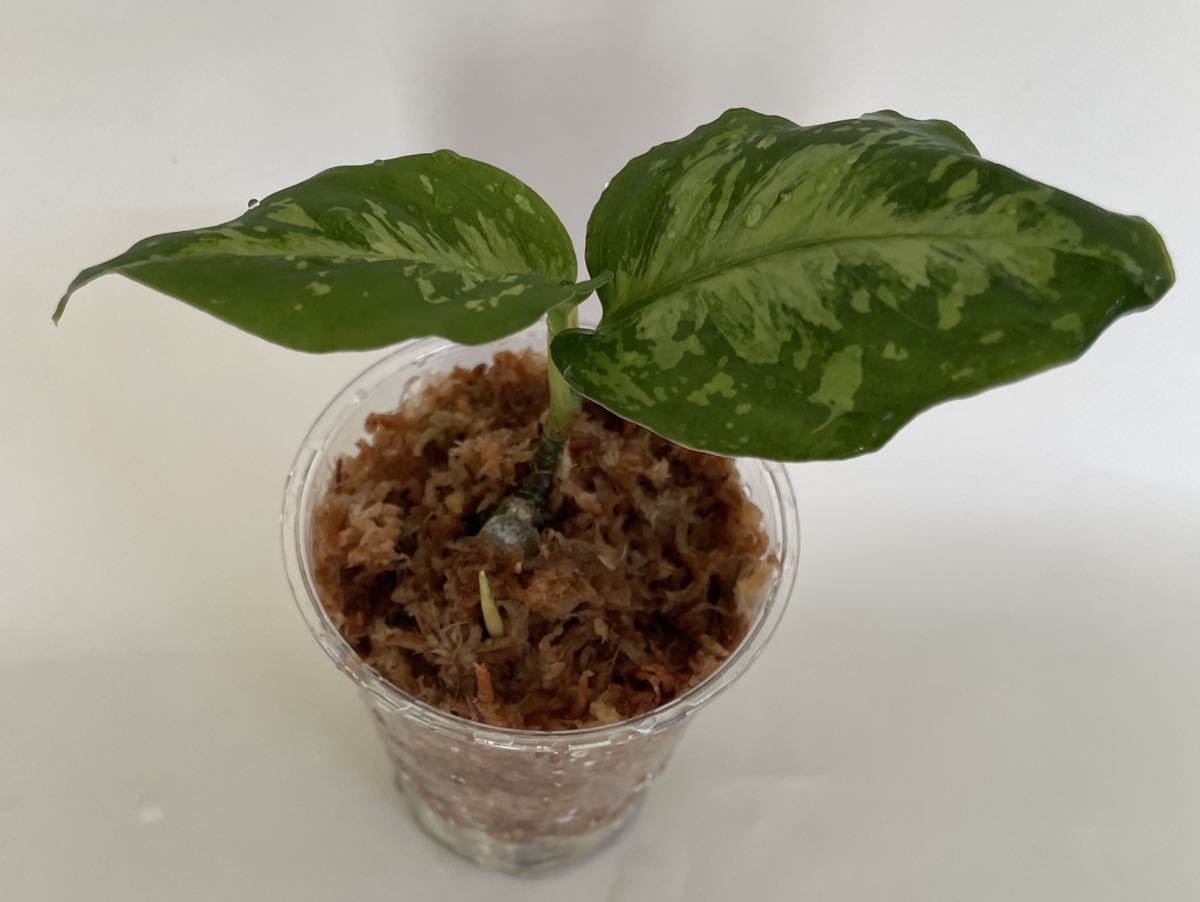 ホワイトデビル アグラオネマ Aglaonema ピクタム - Yahoo