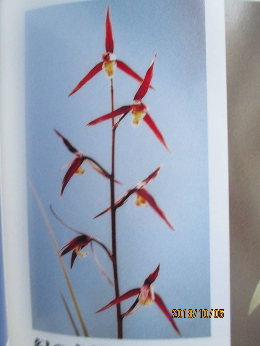 ★◎ 紀州登録寒蘭【 ＝ 紀 の 赤 鶴（ きのあかつる ）＝ 】◆◎濃紅美麗花『 中木３本 最長葉：３３㎝』優秀貴重種◆春蘭/雪割草/野生蘭