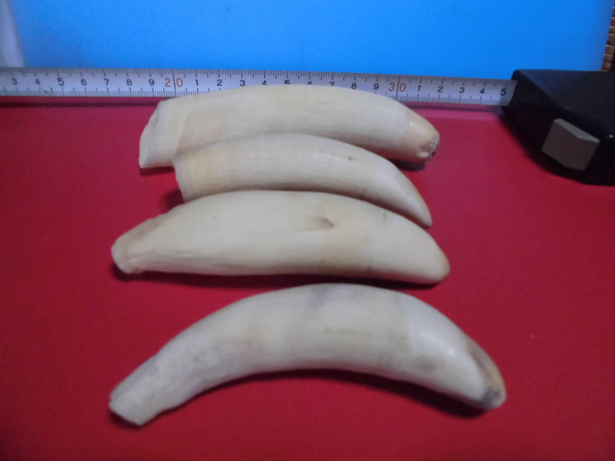 鯨歯 マッコウクジラ 4本 合計515g 合計660g 2本 鯨歯 4本