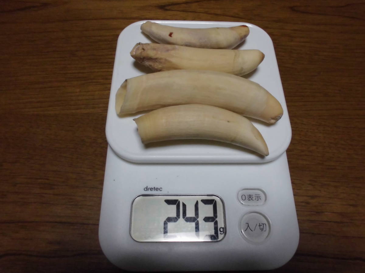 鯨歯 マッコウクジラ 4本 合計515g 合計660g 2本 鯨歯 4本