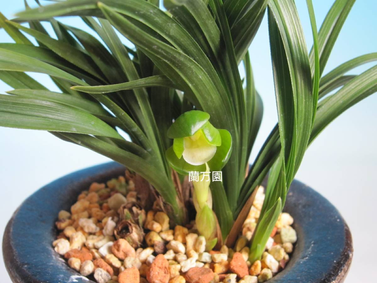 蘭万園 日本春蘭 中透縞 天遊 中上木 蘭万