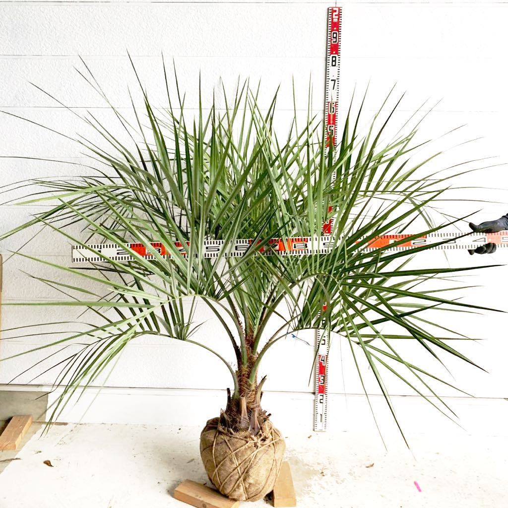 幹太 ココスヤシ 約:160cm 【Butia capitata/シルバーヤシ/シルバー