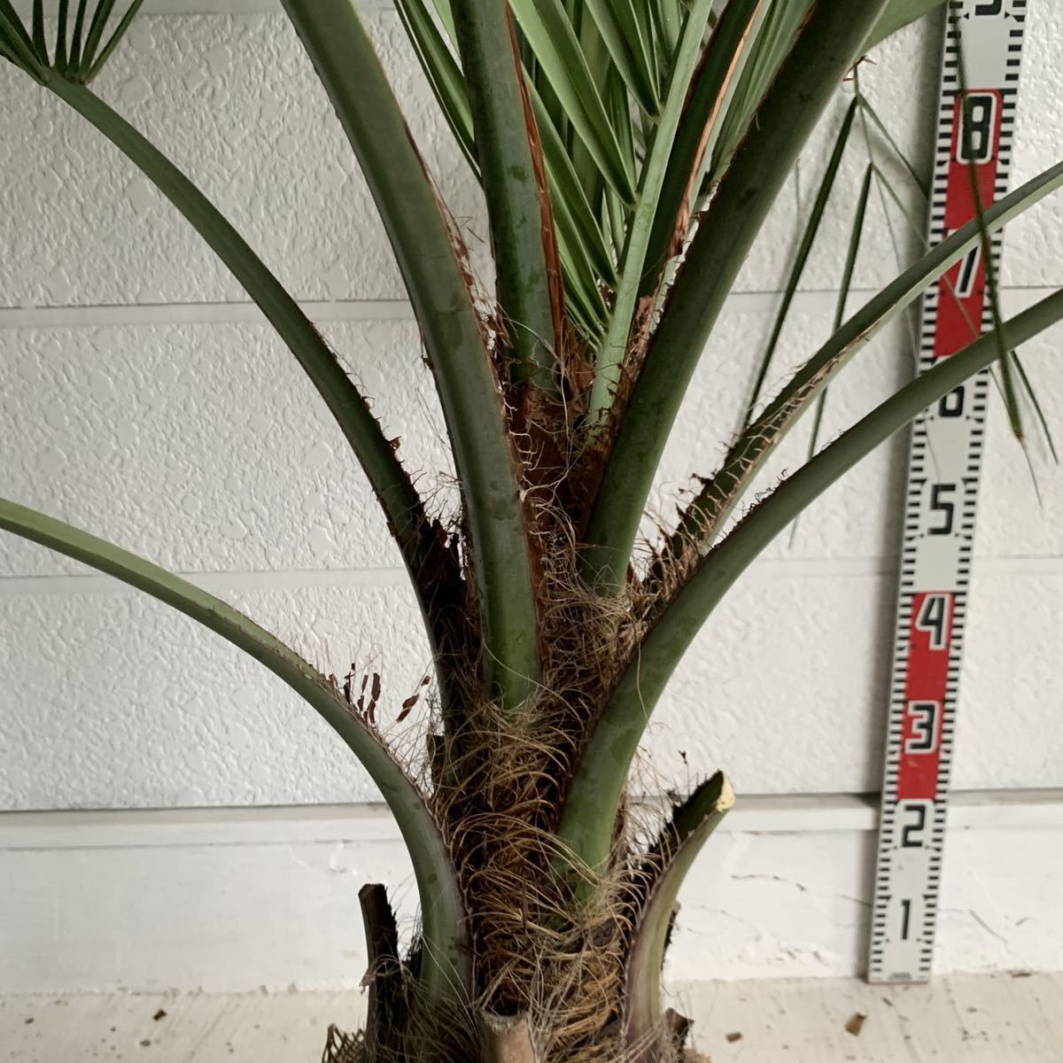 幹太 ココスヤシ 約:160cm 【Butia capitata/シルバーヤシ/シルバー