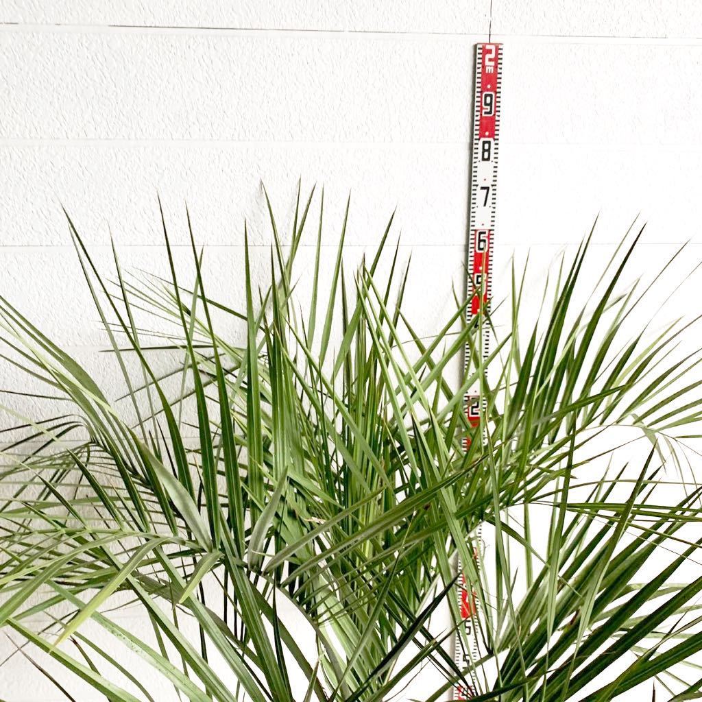 幹太 ココスヤシ 約:160cm 【Butia capitata/シルバーヤシ/シルバー