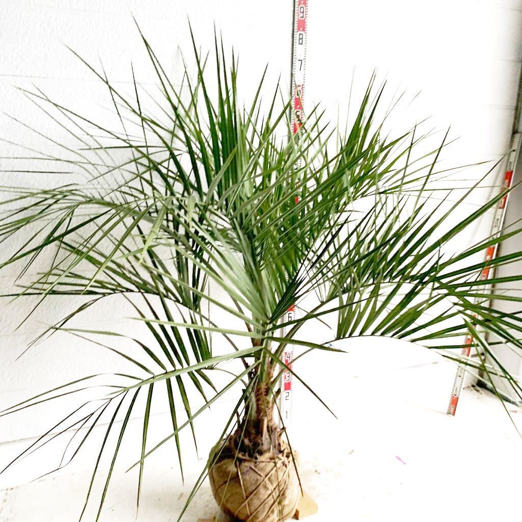 幹太 ココスヤシ 約:160cm 【Butia capitata/シルバーヤシ/シルバー