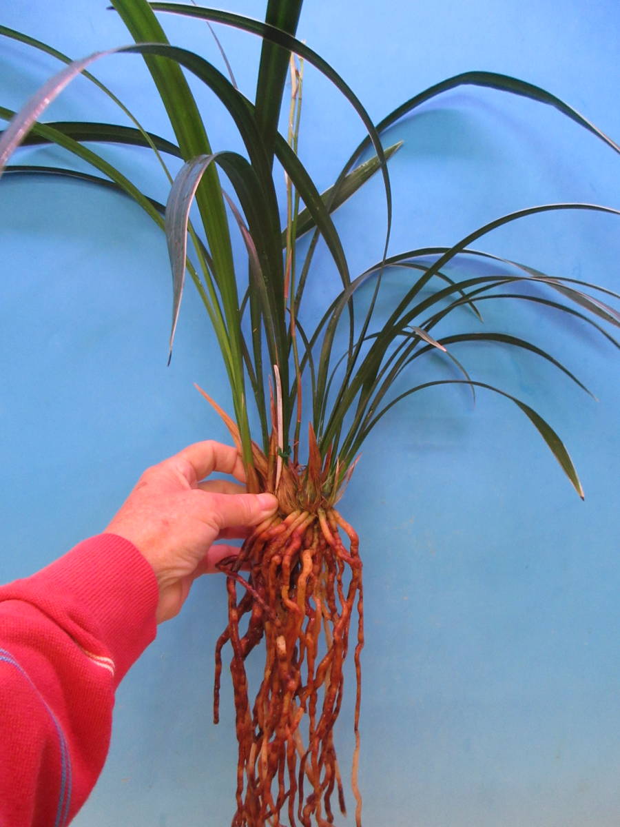 寒蘭　（整理品ーフクリン柄）えー32