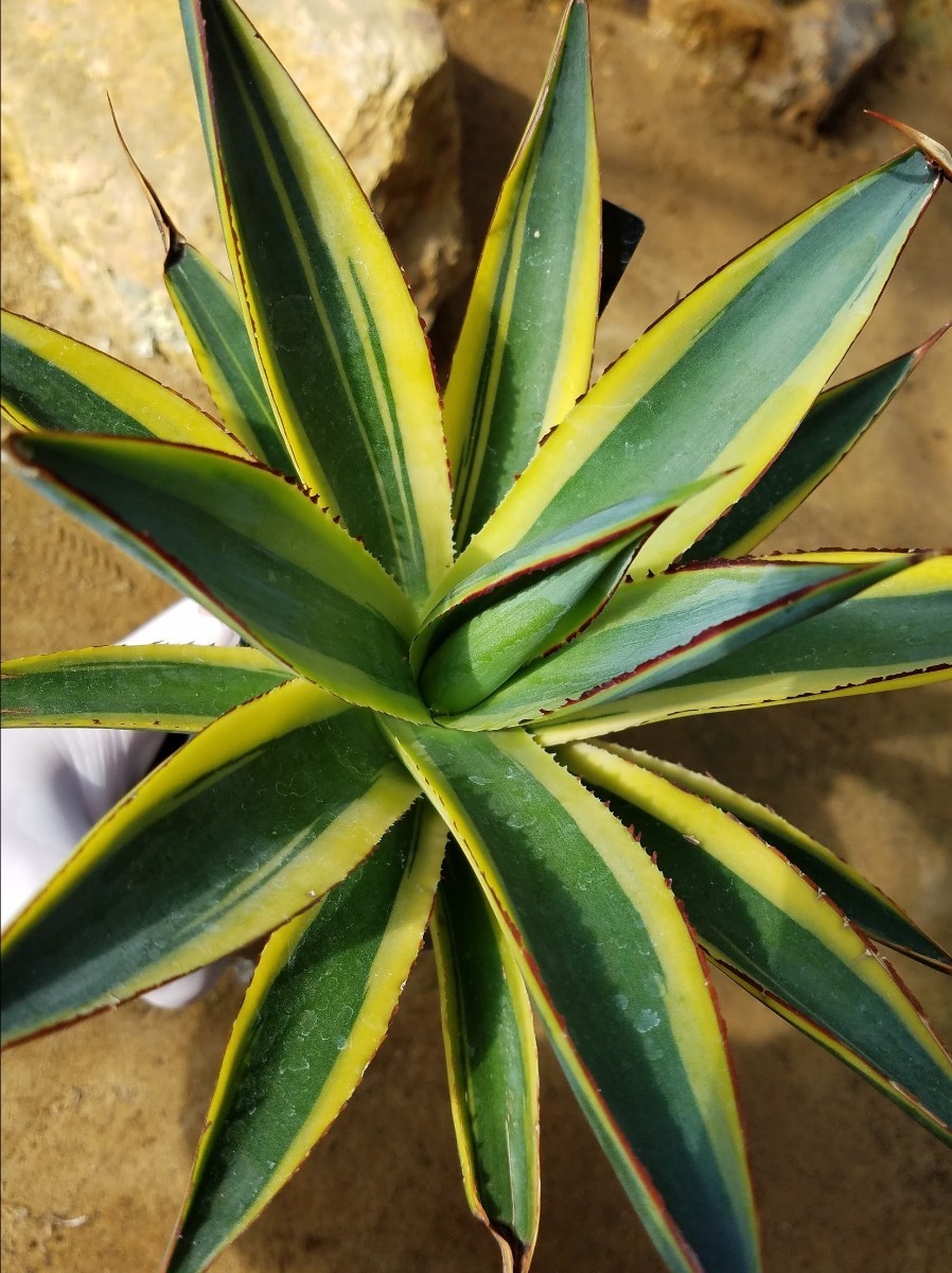 発根済み 大株【特選 US輸入株 】アガベ サングロー Agave x Sun Glow 検索